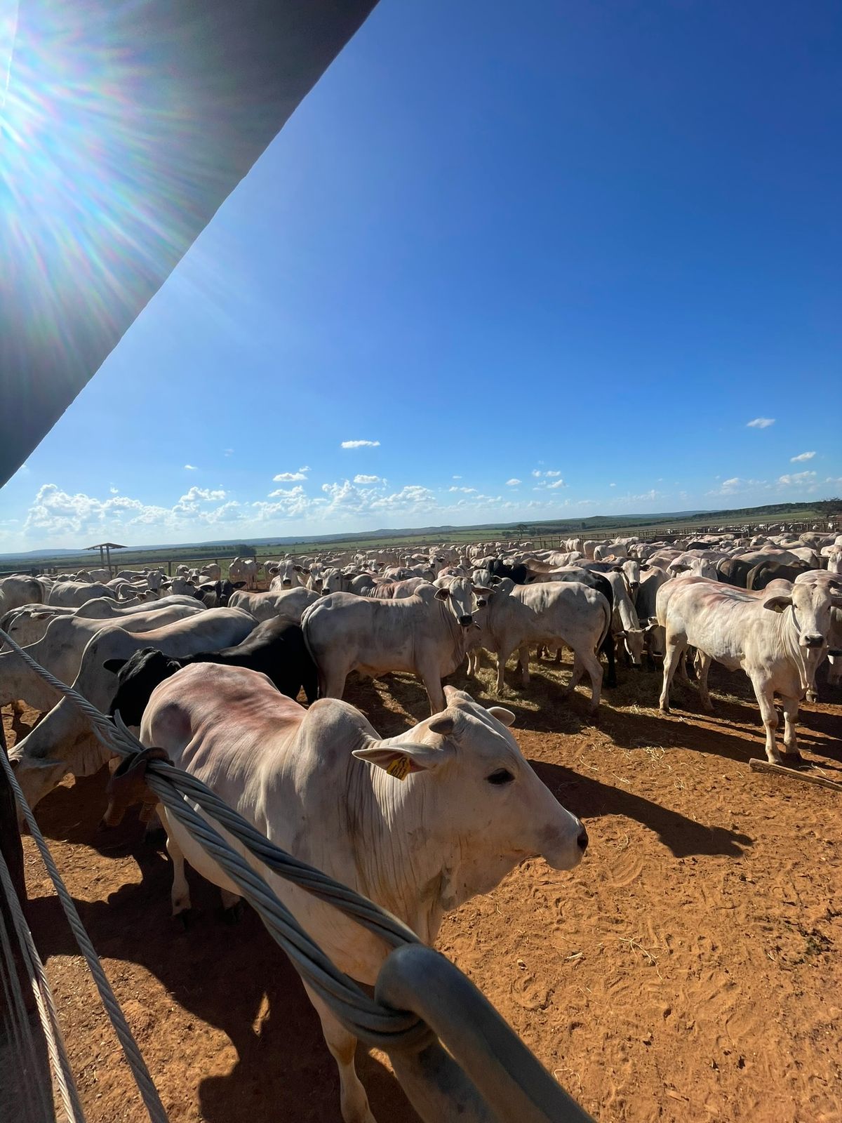 Alunos da Target Agrotech em prática de inseminação artificial em bovinos no curral